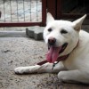 Smiling Jindo dog