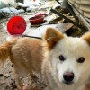 Chained dog in muddy yard