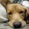 Golden Retriever resting