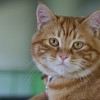 Marmalade cat at a Jeju animal shelter