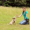 Trainer and dog hi-five