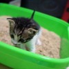 Kitten in litter box