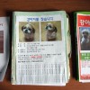 Korean lost dog posters