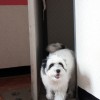 Dog escaping apartment door