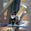 Cat sits in an alley