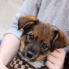 Volunteer holding puppy