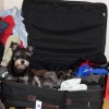 Dogs sitting in luggage