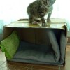 Kitten on box