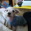 Sunny in his sweater. He likes it- I swear!