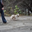 Gold and white terrier running