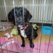 Richie in his pen