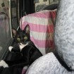 My says I am not normal, because most other cats hate car rides, but I love 'em!