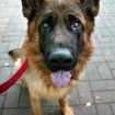 German Shepherd!