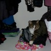 Millie in the closet,