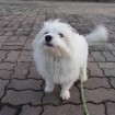 Maltese dog