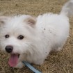 Maltese dog closeup