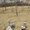 Bubbles playing with his new friend Cookie