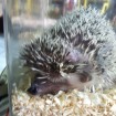 My name is Hedgebert & I want to be yours!