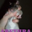 Arethra the Serene
