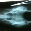 Hob's luxating patella-- he will have surgery on April 25th!