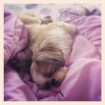Sleepy puppy. 