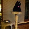 Sasha on her cat tree 2