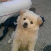 Puppy in Pyeongtaek - Urgent