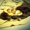 sleeping on my coat