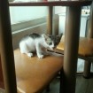 One of her favorite spots in the house...the table and chairs! 