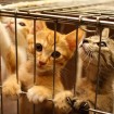 Adorable and playful kittens up for adoption in Jeonju