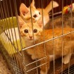 Adorable and playful kittens up for adoption in Jeonju