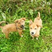 Boots on a play date with his sister Cassie (adopted)