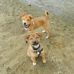 Boots and  his sister Cassie(adopted) at the lake