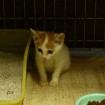 Kitten for adoption in Jeonju, South Korea