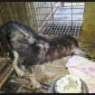 A puppy should not have to live like this. Please help!