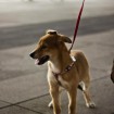 Taking him foster mom for a walk