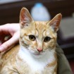 Kitten in Jeonju for adoption