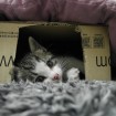 Kuching in her "fortress" set up on a heating mat