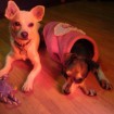 "Fireside" aka by the heater: Lulu and her foster brother, Chingu. She is teaching him to mellow out. 