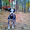 Lu's first hike. She was great! Had no trouble, actually, she was better than I. 