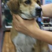 http://www.animalrescuekorea.org/sites/default/files/styles/thumbnail/public/images/2012/12/540944_4581639230497_468858785_n-1.jpg