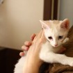 Kitten for adoption in South Korea