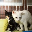 Kitten for adoption in South Korea