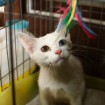 Kitten for adoption in South Korea
