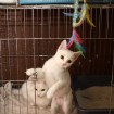 Kitten for adoption in South Korea