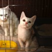 Kitten for adoption in South Korea