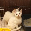 Kitten for adoption in South Korea