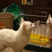 Cat for adoption in South Korea