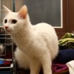 Cat for adoption in South Korea