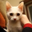 Kitten for adoption in South Korea